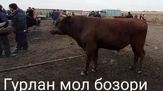 Гурлан мол бозори укизлар нархи 19 декабрь