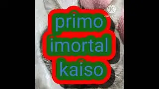 primo imortal kaiso