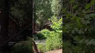 Splashdown! Fir tree hitting the pond. #chainsaw #logging #timber Full video on channel