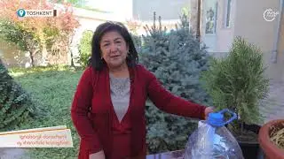 archani uy sharoitida ko'paytirish