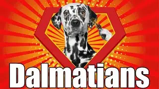 101 Dalmatians Creates Dalmatian Syndrome