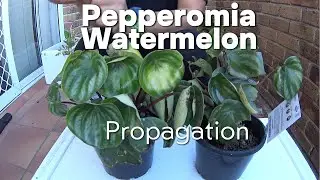 Pepperomia propagation