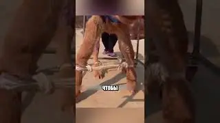 Бабушка спасла НОВОРОЖДЕННОГО ТЕЛЕНКА ОТ СМЕРТИ🤩💡🐮