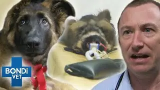 Puppy's Excruciating| Pain Is A Mystery For Vets 😭💔 Bondi Vet Clips | Bondi Vet