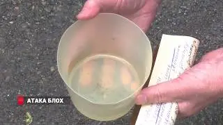 БЛОХИ ЕДЯТ ЛЮДЕЙ. Жители Владивостока в панике