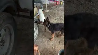 Кот жёванный