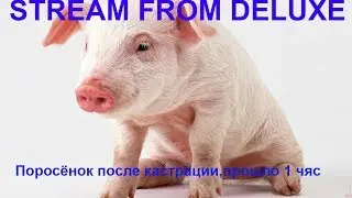 Поросёнок после кастрации,прошло 1чяс.