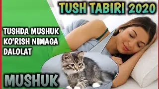 TUSHDA MUSHUK KO'RSA NIMA BO'LADI | ТУШДА МУШУК КУРСА НИМА БУЛАДИ туш табири