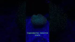 Как засыпают кораллы 🪸 #reeftank #морскойаквариум