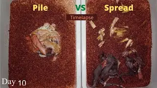 Pile Vs Spread out food in a Worm Bin Time-lapse (Quick)