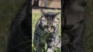 Salgo a Pasear a la Calle con mi Gata! (Especial 1000 subs)