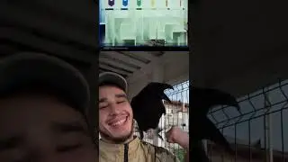 #science #факты #animal #commonraven #воронгоша #birds