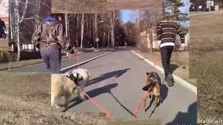 Тренеррвка, Бег с собакой ( езда на велосипеде и на каляске с собаками.)