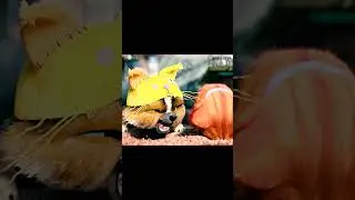 А ты не похож на Кота 🙀 / 