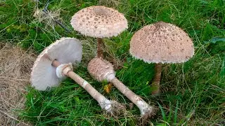 Funghi | Mazza da Tamburo, Macrolepiota procera