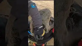 Seal Bundled Up In Fishing Line #shorts