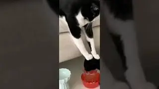 кот заставил пить!!!