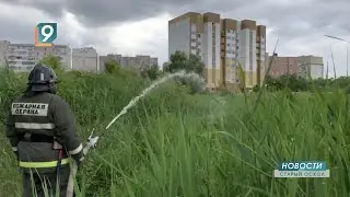 Новости Старого Оскола от 19 июня