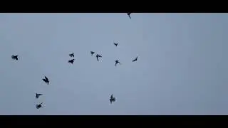 голуби Самара Володя Рагозин. 25.04.2023