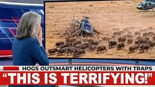 Leaked Drone Footage From Texas Reveals Hogs Are Now Setting TRAPS For Helicopters — World In Shock