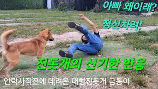 쓰러진 주인을 일으켜 세우려는 대형진돗개의 신기한 행동
