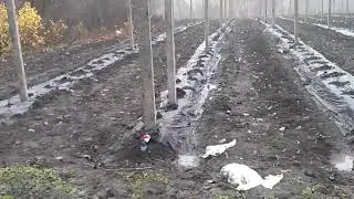 Научный подход к выращиванию крыжовника.