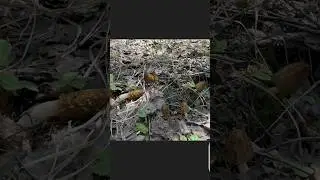 СМОРЧКИ ЛЯГУШАТА - НОВЫЙ  ВИД !