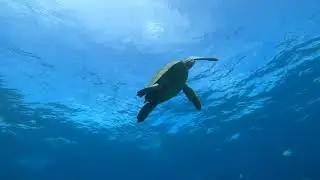 Hawaiian Honu swimming up for some Air