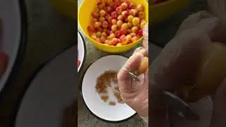 Дары моего сада/ Цукат из Черешни