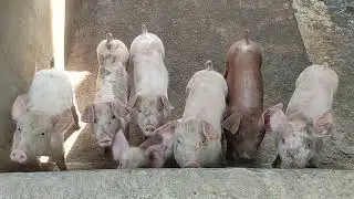 Bangun Pagi, Lihat Babi di Kandang Babi 🐷