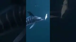 Это одна из самых быстрых рыб в океане 