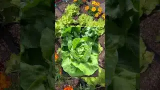 😉 Цветы и салат в одной грядке? Взгляните сами! 