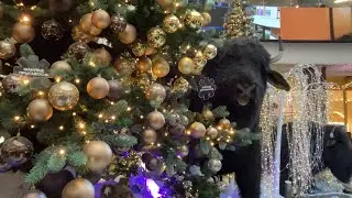 Новогодний лес в ТЦ. Чудо декорации!