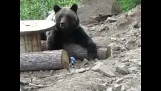 Brown bear. Бурый медведь пришел в гости, Якутия.  GoldenAldan.Ru