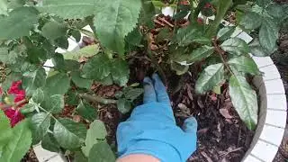 Стебли шиповника у сортовой розы