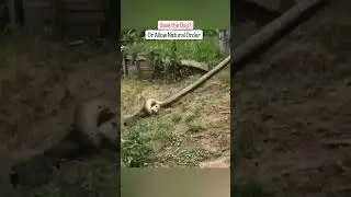 If You Seen This Anaconda Attacking A Dog WWYD? 🐕 🐍 