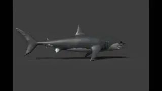 Basic Shark Sculpting in ZBrush | Beginner 3D Anatomy Practice