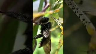 Green Lynx Spider w/ Bee
