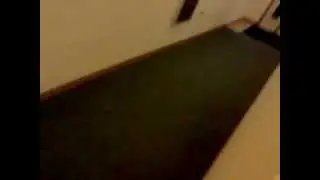 Cujo Ferret playing in the hallway