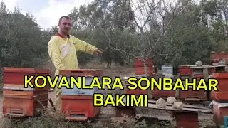 Kovanlara Sonbahar Bakımları #arıcılık