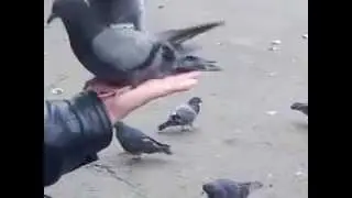 наши домашние птички