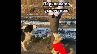 Парковка собаки по ее желанию. Телеграмм-канал «По жизни с собакой»