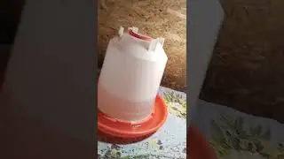 Заселение в брудер