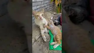 Cute mother with her sleeping kittens on the street. #cutecats #cutekittens #momcat