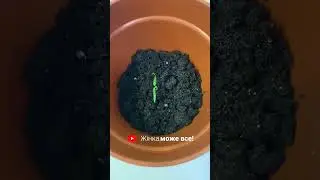 Вирощую вдома ПЕРЕЦЬ! 🌶️ Це РЕАЛЬНО!🔥 #перець #pepper #growth #grow #athome