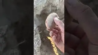 Первая посадка картофеля #potato #seeds #farming #food #agriculture #agro #сельскоехозяйство э