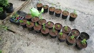 ЧЕРЕНКИ МЕТЕЛЬЧАТЫХ ГОРТЕНЗИЙ.