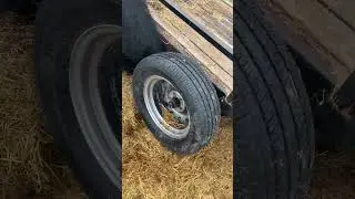 Person helps a bull that gets his horn stuck in a tire rim on the trailer!