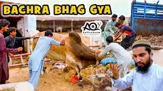 Bachra BHAG Gaya | Chote Bachron ne Kuch Ziada hi Nacha Diya | Grand Shifting AQ Cattle Farm