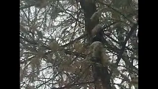 159.: Белка Бегает Зимой По Городу Тюмень, 2(04.12.2015)